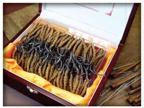 赫章冬虫夏草回收